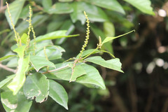 Excoecaria oppositifolia